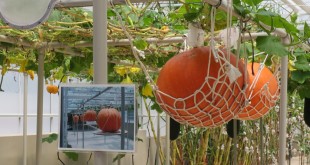 pumpkins from a string in a greenhouse