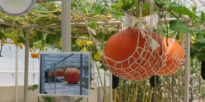 pumpkins from a string in a greenhouse