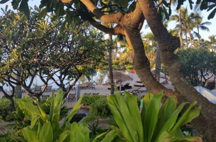 a tree with chairs and a body of water