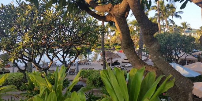 a tree with chairs and a body of water