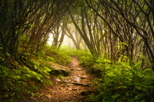 a path through a forest