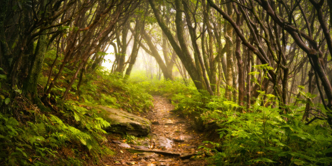 a path through a forest