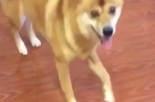 a dog standing on a wood floor