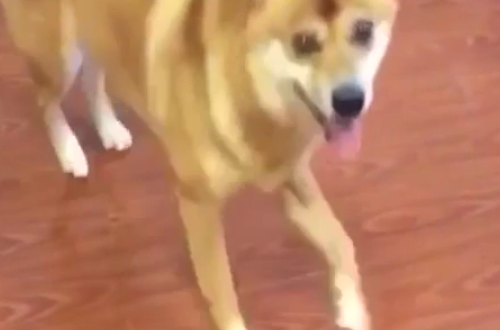 a dog standing on a wood floor