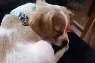 a dog lying on a person's lap