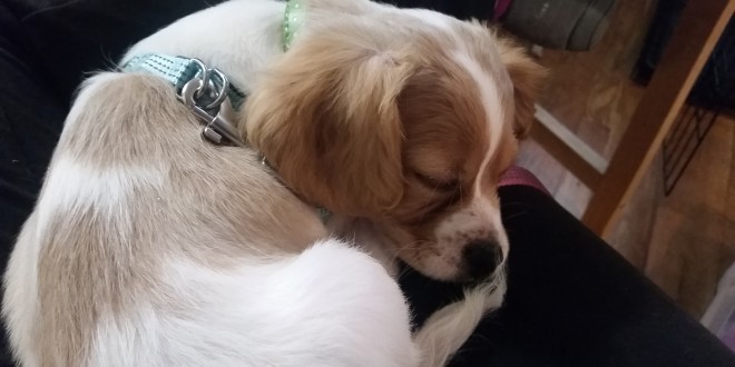 a dog lying on a person's lap
