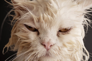 a wet cat with yellow eyes