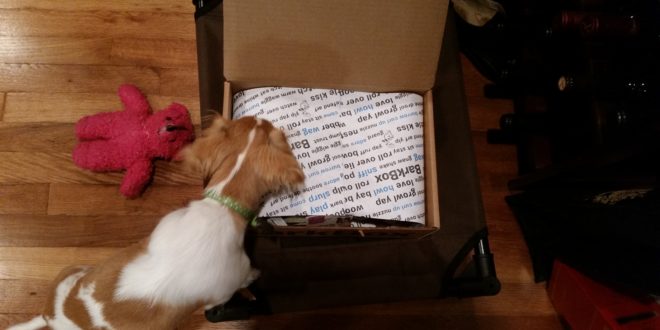 a dog in a box