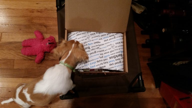 a dog in a box