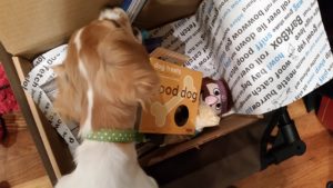 barkbox reviews bark box treats