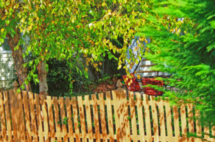 a wooden fence and trees