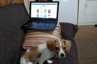 a dog sitting on a couch with a laptop on it