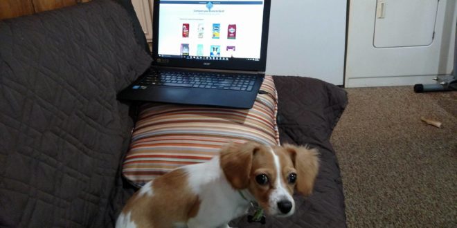 a dog sitting on a couch with a laptop on it