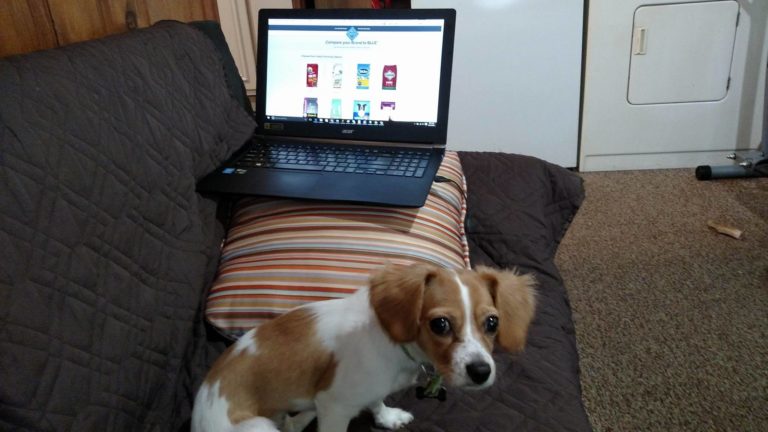 a dog sitting on a couch with a laptop on it