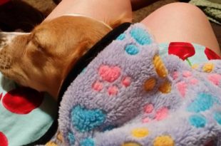 a dog sleeping on a blanket