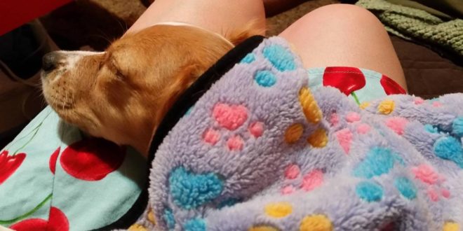 a dog sleeping on a blanket