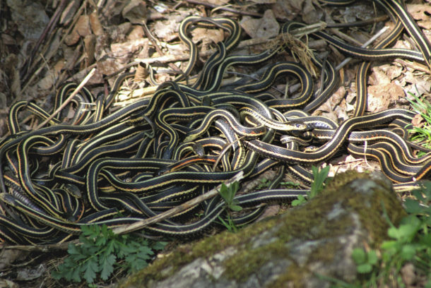 Did You Know?: A Woman Tried Smuggling 65 Snakes Through Security in ...