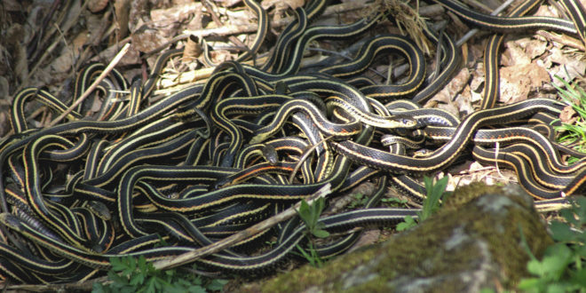 a group of snakes on the ground