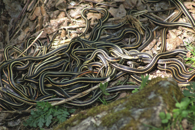 a group of snakes on the ground