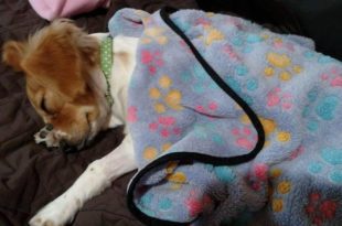 a dog sleeping on a blanket