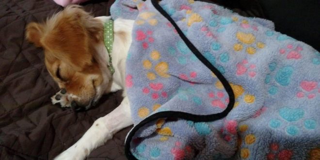 a dog sleeping on a blanket