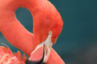 a close up of a flamingo