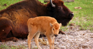 a baby buffalo standing next to a large brown buffalo