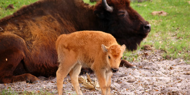 a baby buffalo standing next to a large brown buffalo
