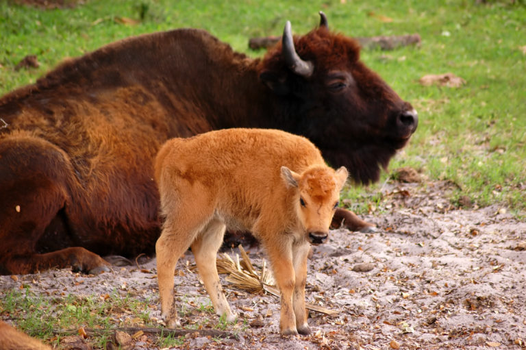 a baby buffalo standing next to a large brown buffalo