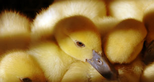 a group of yellow baby ducks