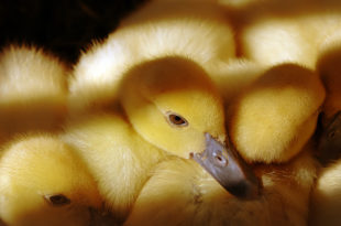 a group of yellow baby ducks