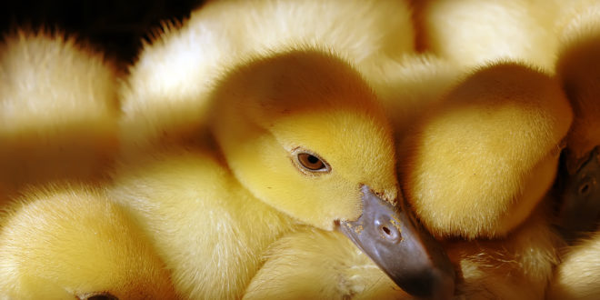 a group of yellow baby ducks