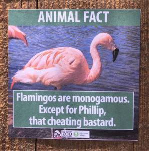 flamingo Los Angeles Zoo animals