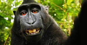 monkey_selfie sloth selfie