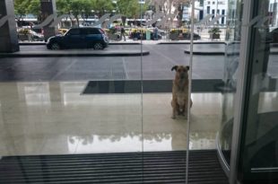 a dog sitting on the floor