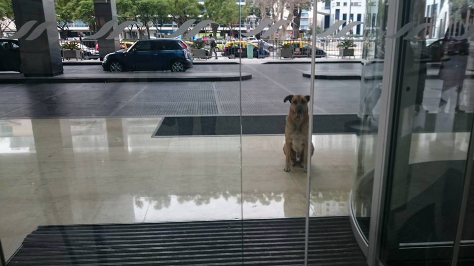 doggie outside hotel