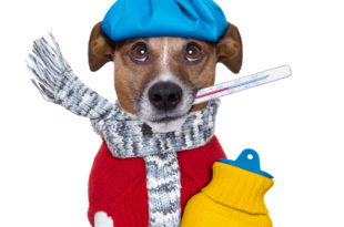 a dog with a thermometer and a hot water bottle