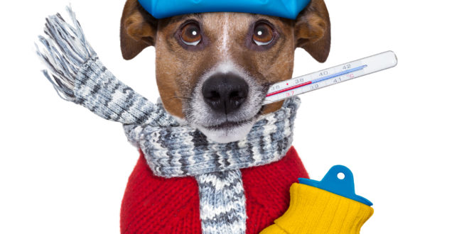 a dog with a thermometer and a hot water bottle