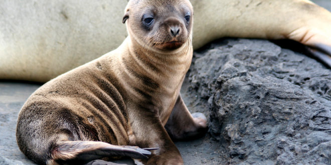 a baby seal lying on a rock