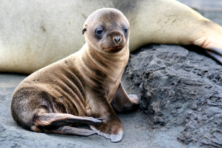 a baby seal lying on a rock
