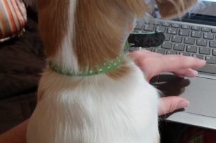 a dog sitting on a lap with a hand on a keyboard