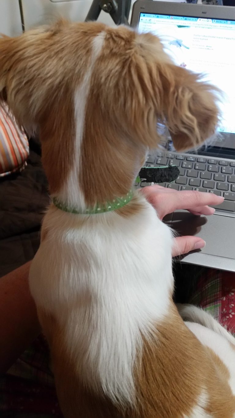 a dog sitting on a lap with a hand on a keyboard
