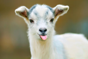 a goat with its tongue out