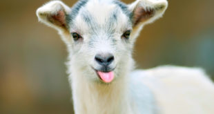a goat with its tongue out