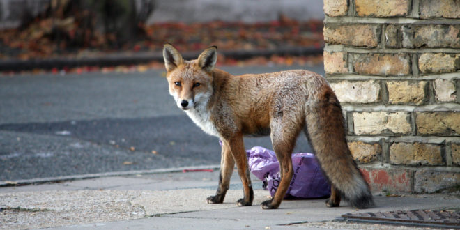 a fox standing on the sidewalk