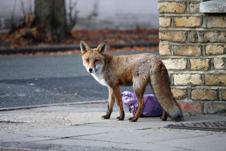a fox standing on the sidewalk