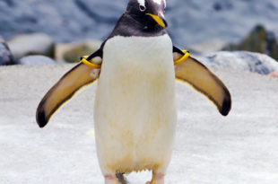 a penguin with yellow and black feathers