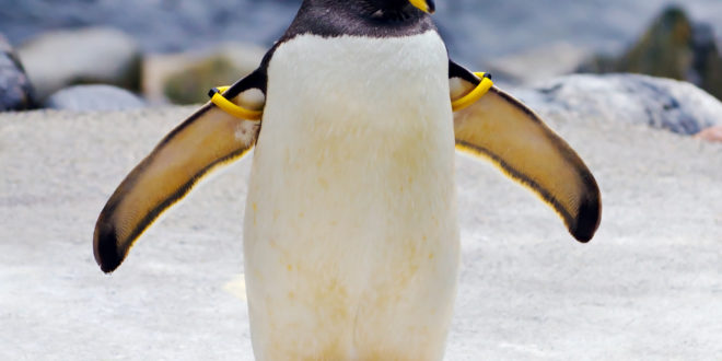 a penguin with yellow and black feathers