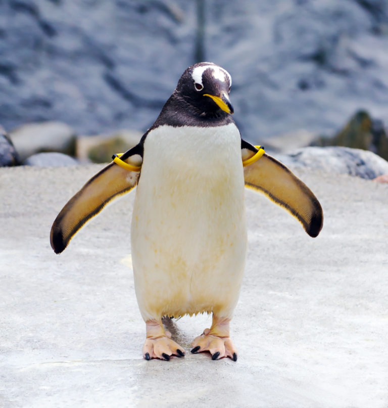 a penguin with yellow and black feathers