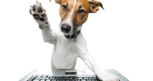 a dog standing on a keyboard